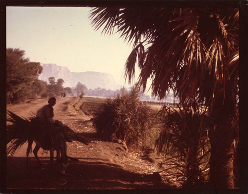 Nile River oasis