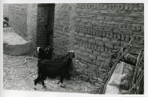 Goats in Naj' Ḥammādī street