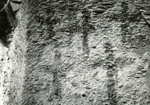 Crosses in cave numbered T 25