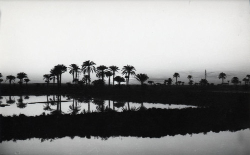 Postcard of palm trees, Egypt