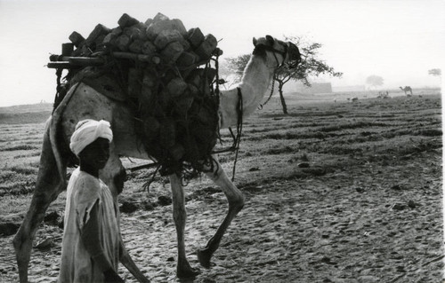 Boy and camel