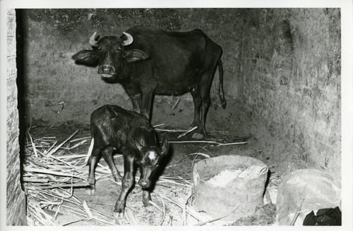Cows in Naj' Ḥammādī