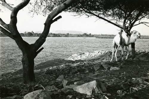 Jabal al-Ṭārif cliffs and the Nile River