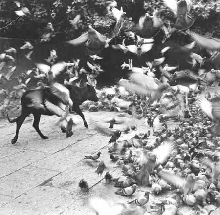 Untitled (Bull Walking through Birds), Jaipur, India