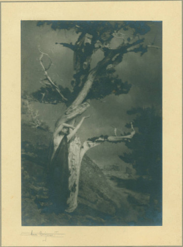 The Dying Cedar