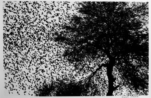 Untitled (flock of black birds flying from tree), Guanajuato, Mexico