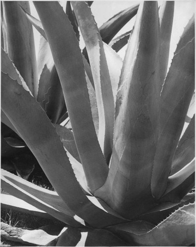 Magueyes, No. 2