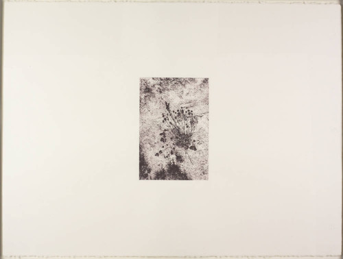 Untitled (Desert Wildflower)