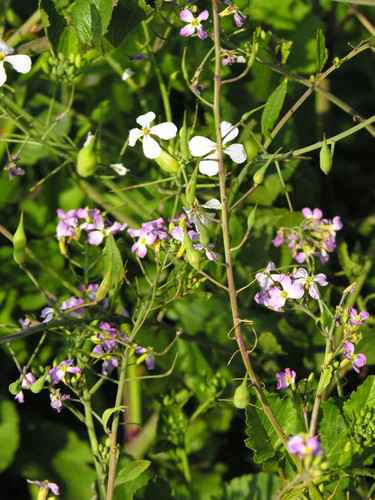 Green leaves, purple flowers