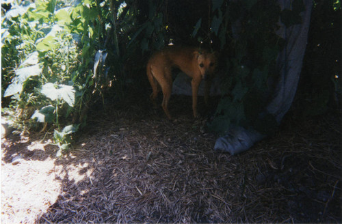 Dog in shadows