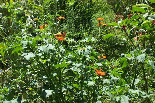 Butterflies on flowers