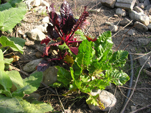 Green and red leaves