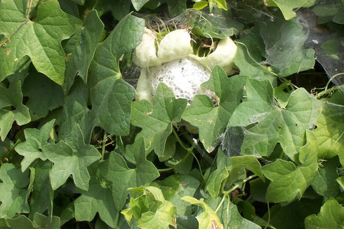 Spider webs, possibly spider egg sac