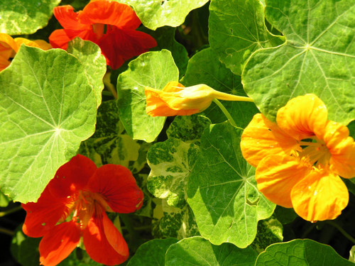 One orange flower near two yellow flowers