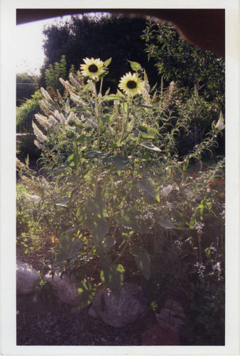 Sunflowers