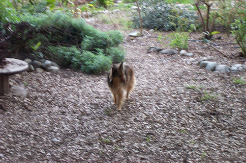 Out of focus dog