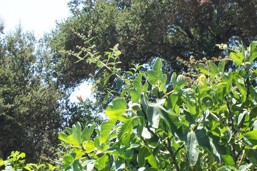 Butterfly framed by plants and trees