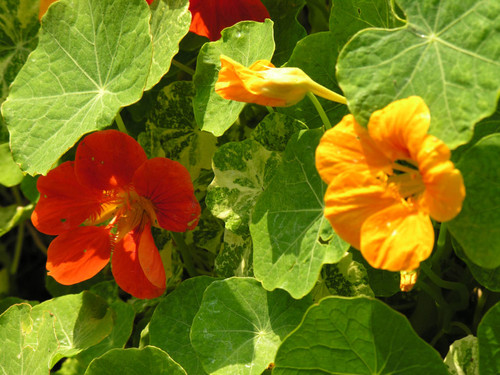 Orange and yellow flowers