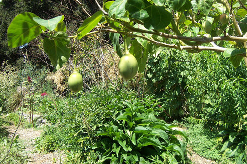 Green fruit hanging from branch