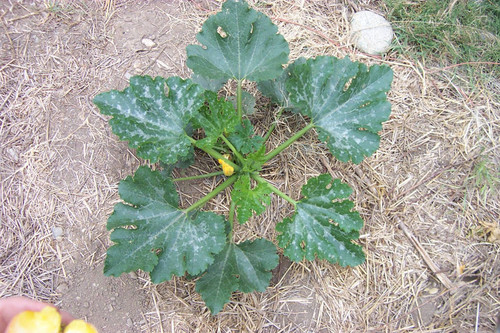 High-angle view of plant