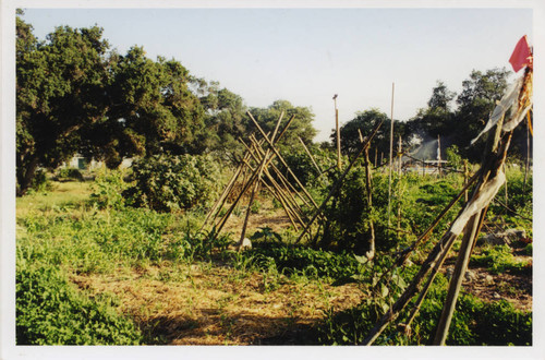 Farm view