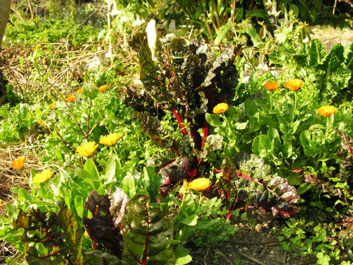 Assortment of plants