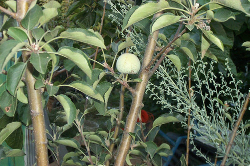 Tree branch with fruit