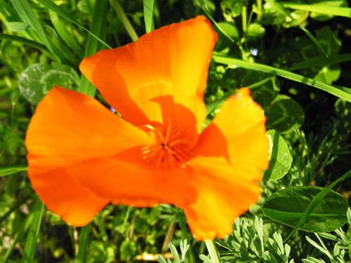 Orange flower