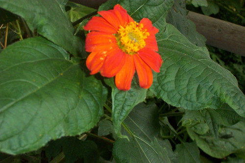 Close view of orange flower and green leaves