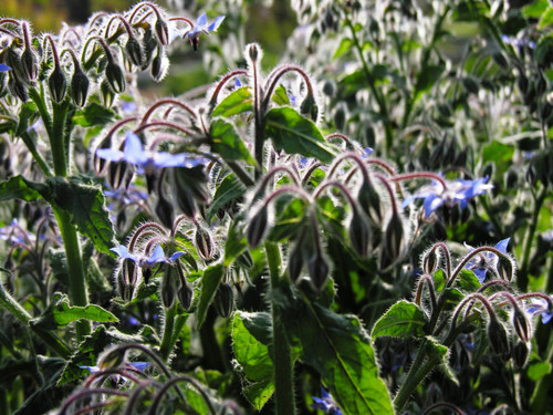 Blue flowers and green leaves