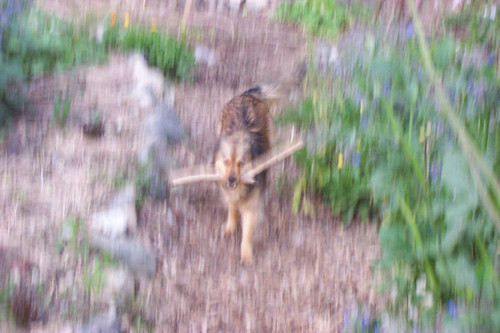 Out of focus view of dog carrying stick