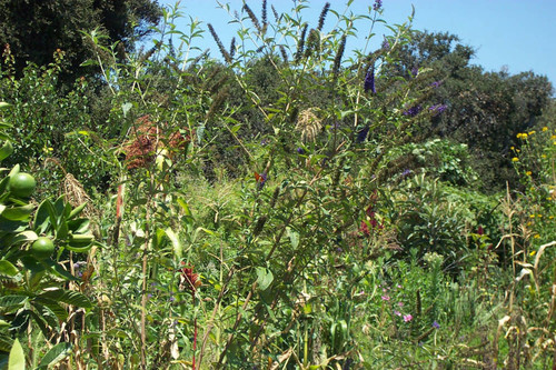 Orange butterfly among purple flowers