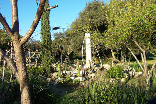 Trees and cacti