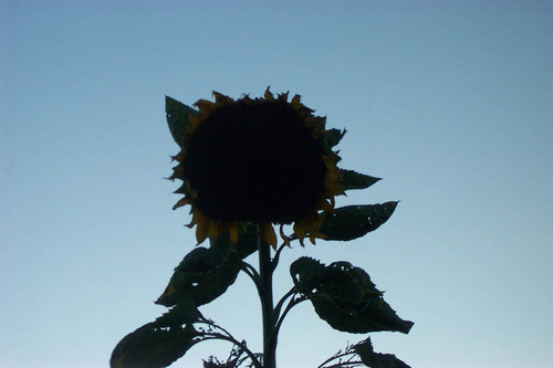 Sunflower silhouette