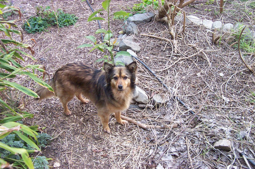 Dog looking at camera