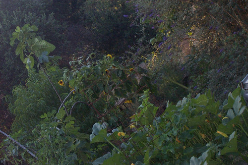 Dutch angle plants