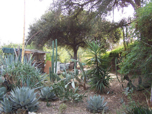 Cacti and desert plants