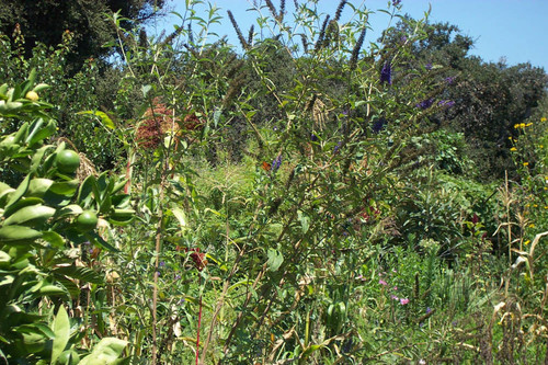 Butterfly among purple flowers