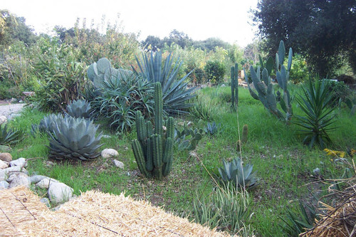 Cacti and succulent plants