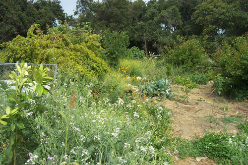 Wide shot of various shrubs and trees