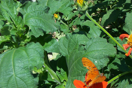 Green leaves with butterfly in lower corner of frame