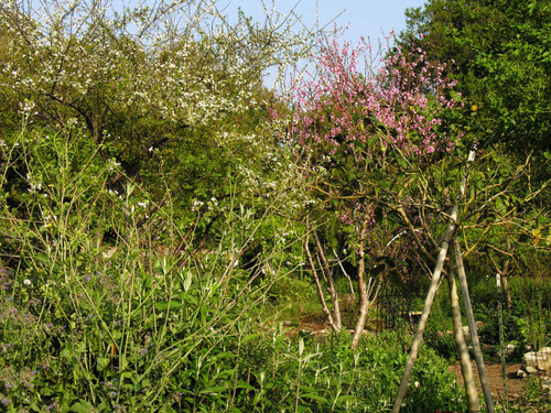 Trees and plants