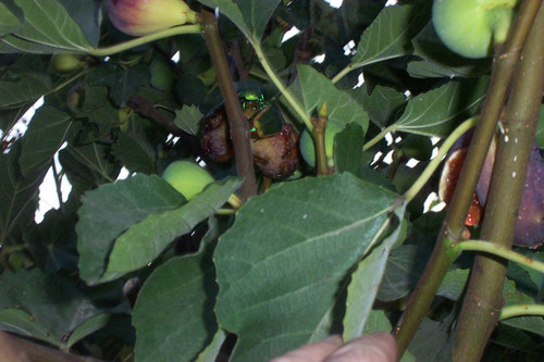 Beetles on rotting fruit