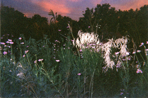 Flowers at twilight