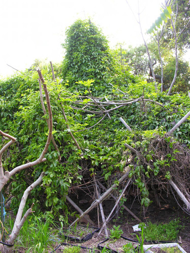 Shrub structure entrance