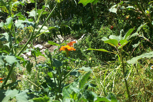 Orange butterfly on orange flower