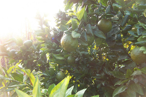 Sunlight shines on fruit