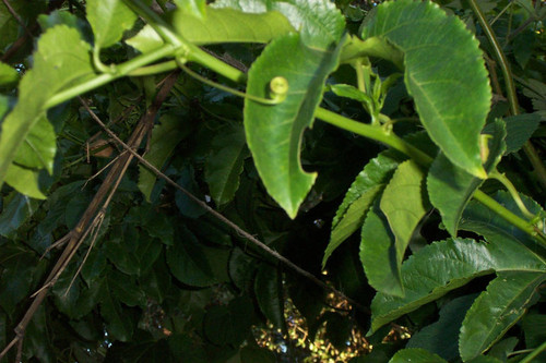 Close view of green leaves