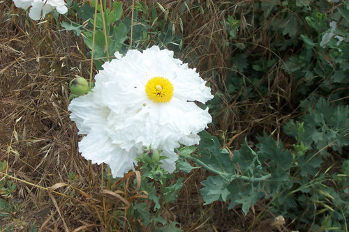 Close view of flower with white petals