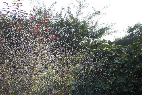 Watering plants